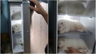 Pour échapper à la chaleur, ces chiots dorment dans le frigo!