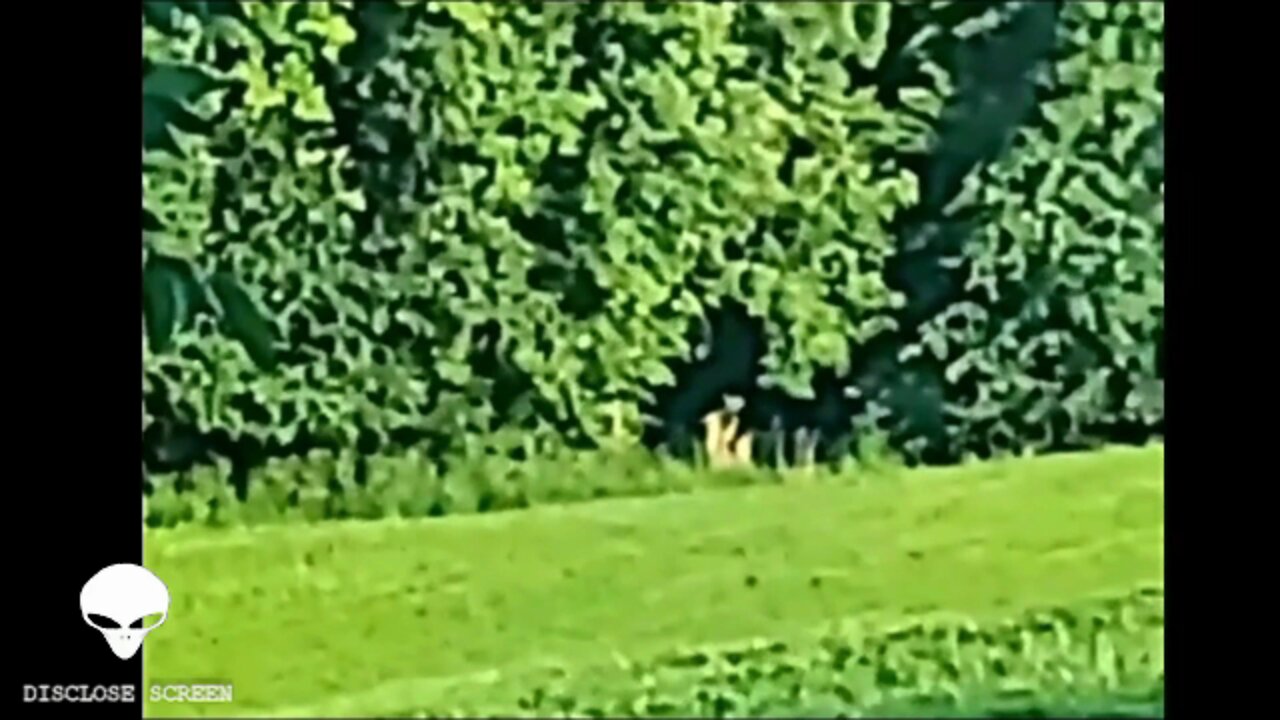 Local Minnesota women films strange gargoyle creature lurking in the woods.