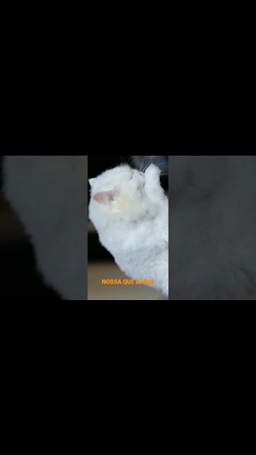 NO REINO DOS ANIMAIS