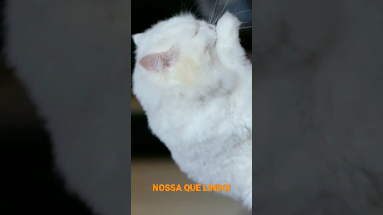 NO REINO DOS ANIMAIS