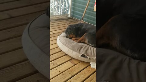 Rottweiler Sleeping Beauty 💖💛 #rottweiler #shorts