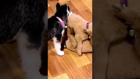 Pomsky Puppies love to fight, Funny cute pets lovers, #Shorts