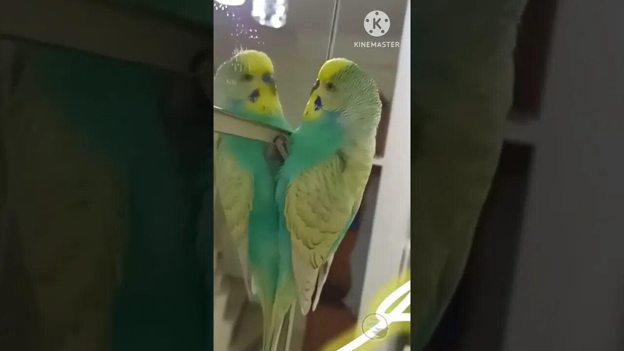 Beautiful Parrots #viral #ytshorts #birds