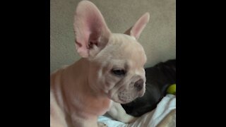 Frenchie Platinum "Cash"