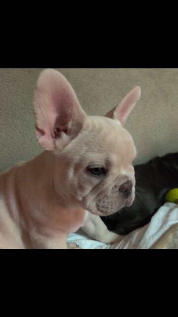 Frenchie Platinum "Cash"