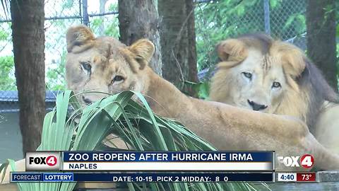 Naples Zoo reopens after Irma