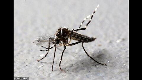 1 BILHÃO DE MOSQUITOS GENETICAMENTE MODIFICADOS SERÃO LANÇADO NA FLORIDA
