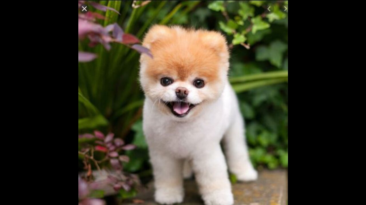 Cute and Funny Dogs Video Compilations