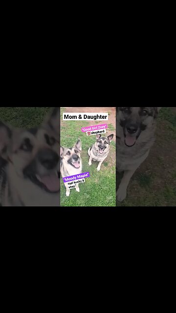 Maple Tried To Eat My Hand #dog #cute #doggo #dogmemes #shorts #germanshepherd #shepsky #dogs