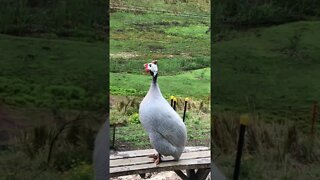 Male guinea fowl call