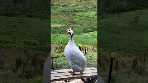 Male guinea fowl call