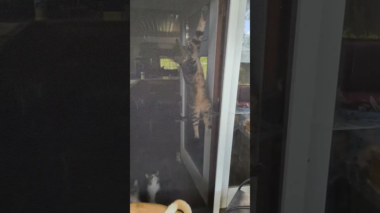 #cats #cat #viral #fyp #shorts #short #reels #reel #funny #nature #funnymoments #funnycats #kitten