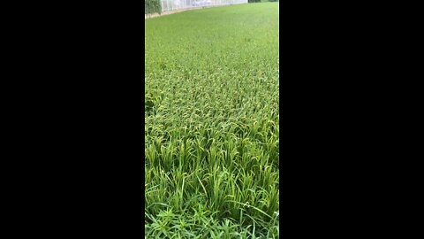 Rice Paddy Field South Korea
