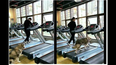 Adorable husky trying to do exercise