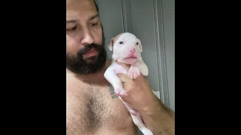 Cryptic Merle Pit Bull Terrier Puppy