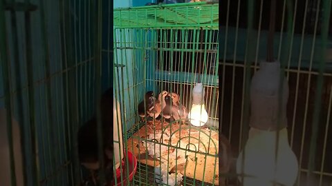 ANAKAN AYAM BANGKOK #shorts