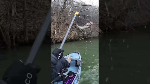 Cold Water Bass Smashes Crankbait
