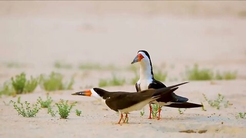 What kind of bird is this in the animal world? Is it courting a mate