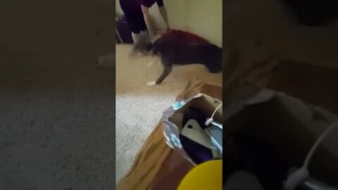 Zoomie Time #shorts