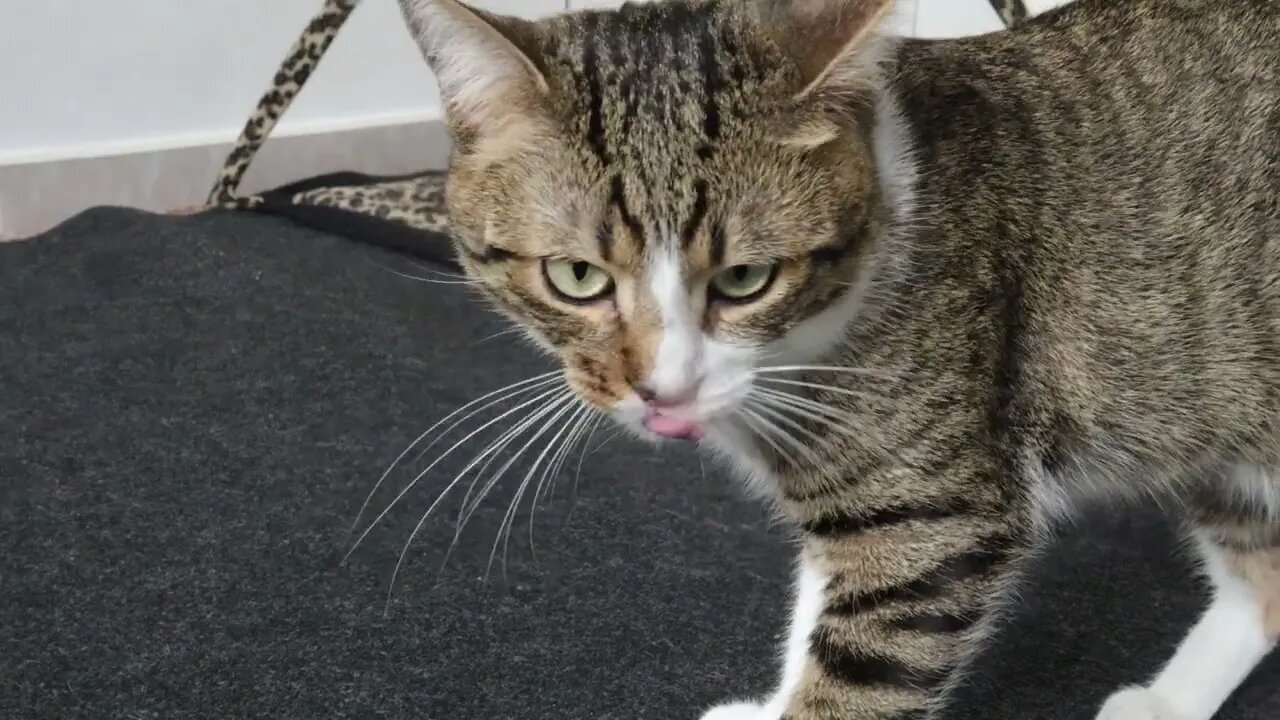 Kitten, Come to Me