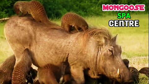 Mongoose Spa Centre | Mongooses Give Warthog Spa Treatment |