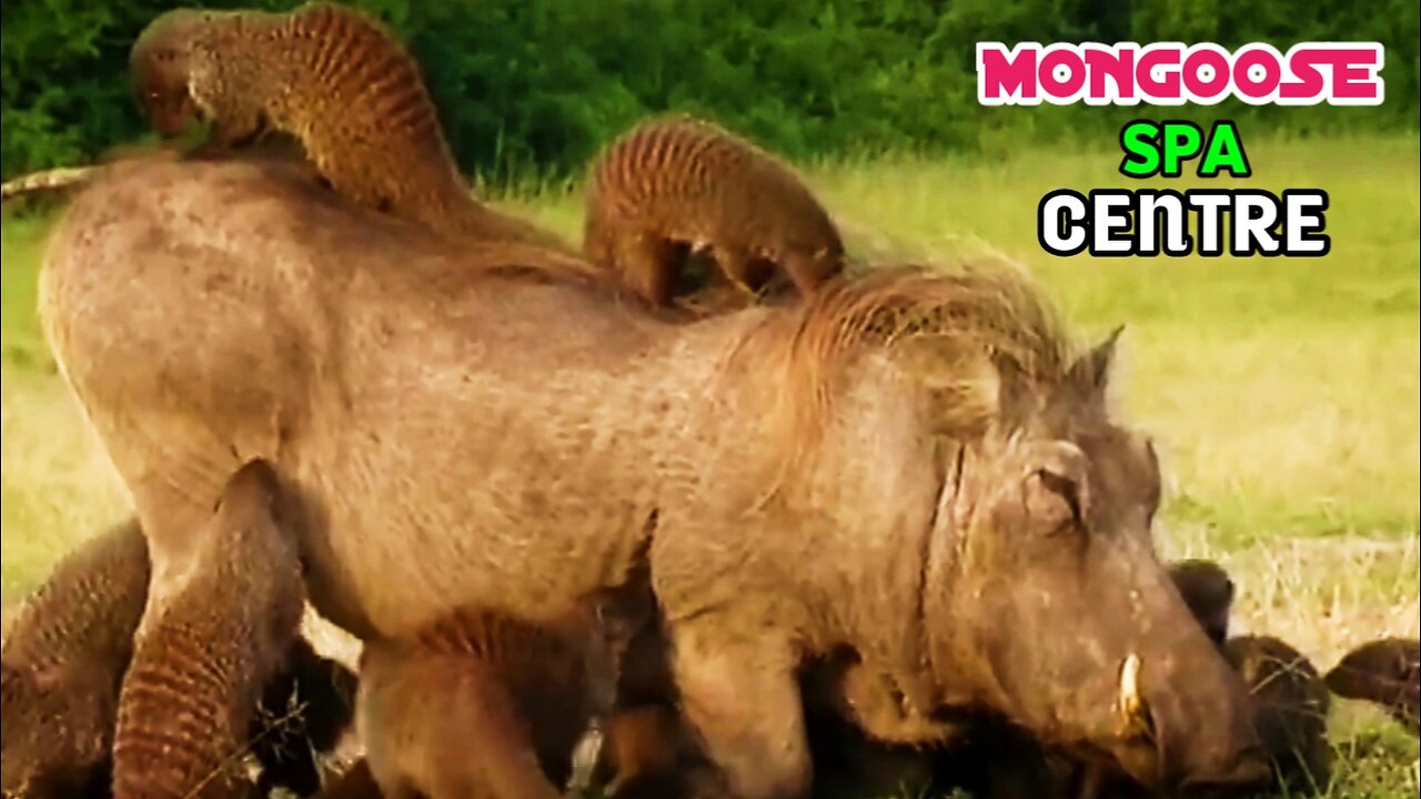 Mongoose Spa Centre | Mongooses Give Warthog Spa Treatment |