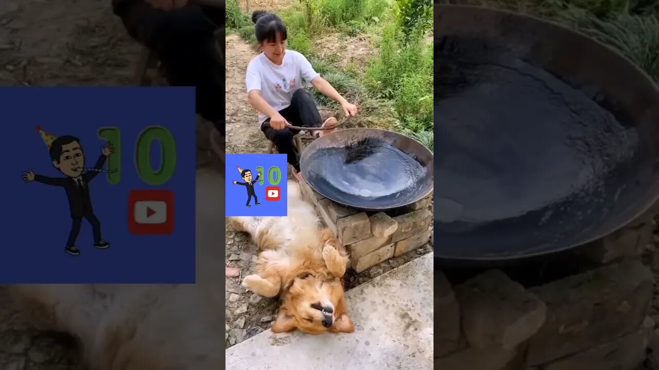 OUTRA PIADA RUIM PRA CACHORRO- #shorts #humor #tiktok #trend #animals #10anos #sextou