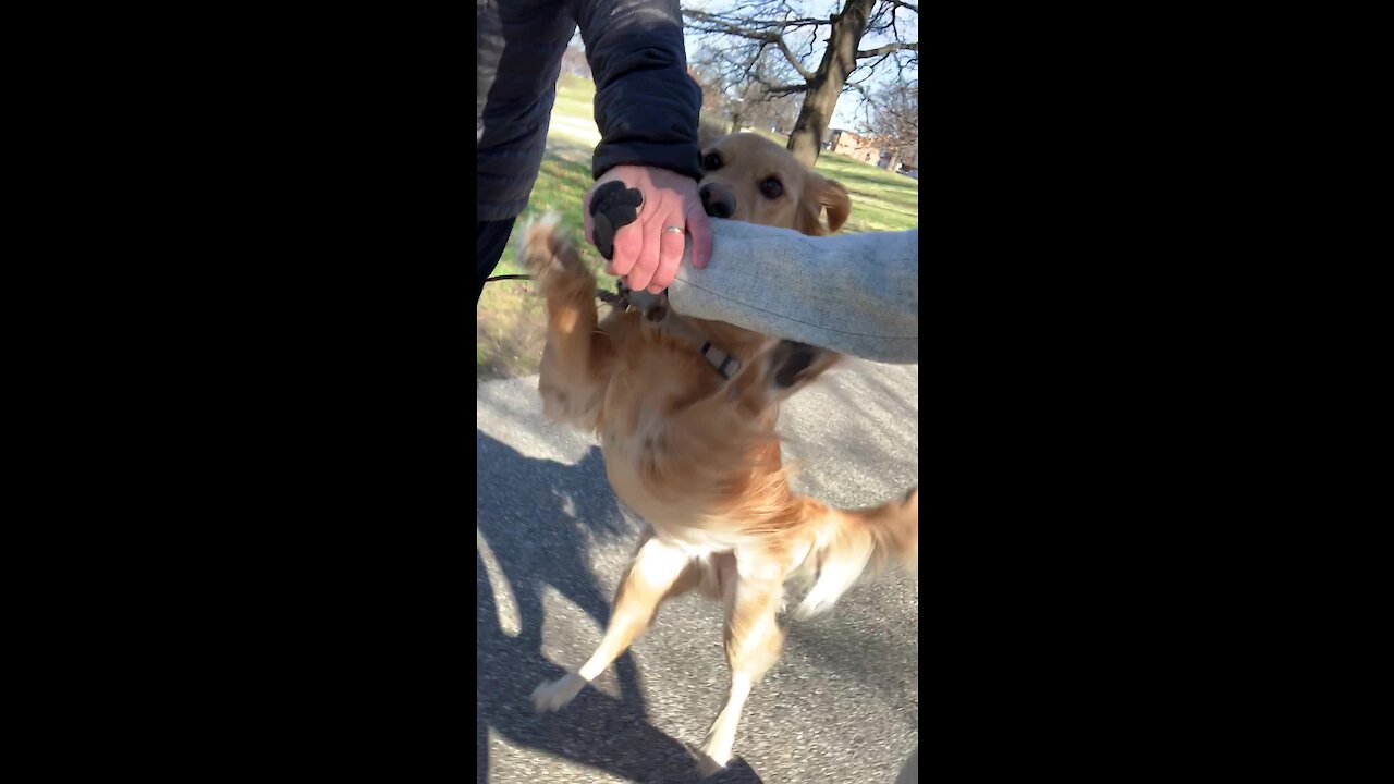 This jealous Golden Retriever is tired of being the third wheel