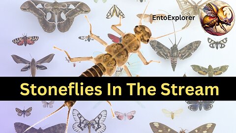 Introduction to Insect Taxonomy and Identification - Part 16 - Order Plecoptera