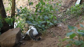 SOUTH AFRICA - Durban - Cat plays with a snake (Videos) (d5u)