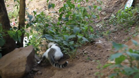 SOUTH AFRICA - Durban - Cat plays with a snake (Videos) (d5u)
