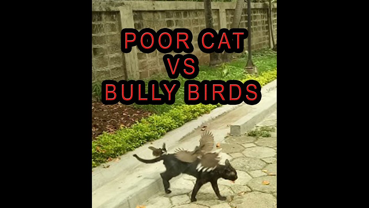 BULLY BIRD VS POOR CAT