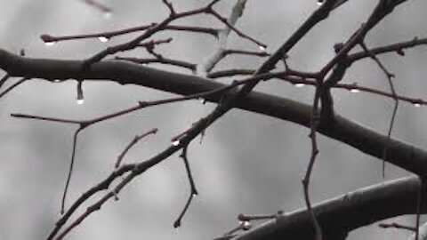 relaxing sounds of rain fall