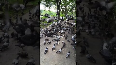 Slow-mo the Birds