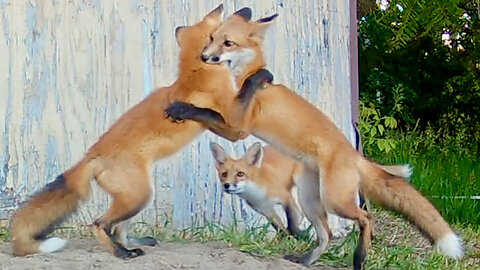 Fox Cubs Wrestling