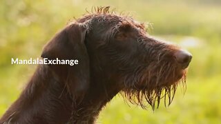 VeChain – Altcoin chart analysis