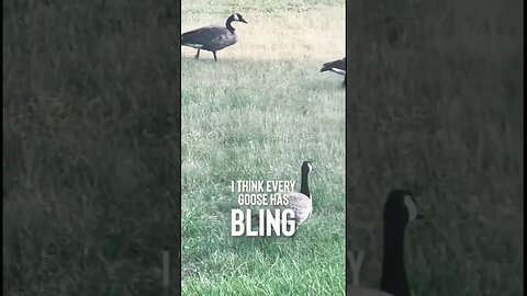 Whole flock of banded geese! #shorts #hunting #outdoors #minnesota #geese
