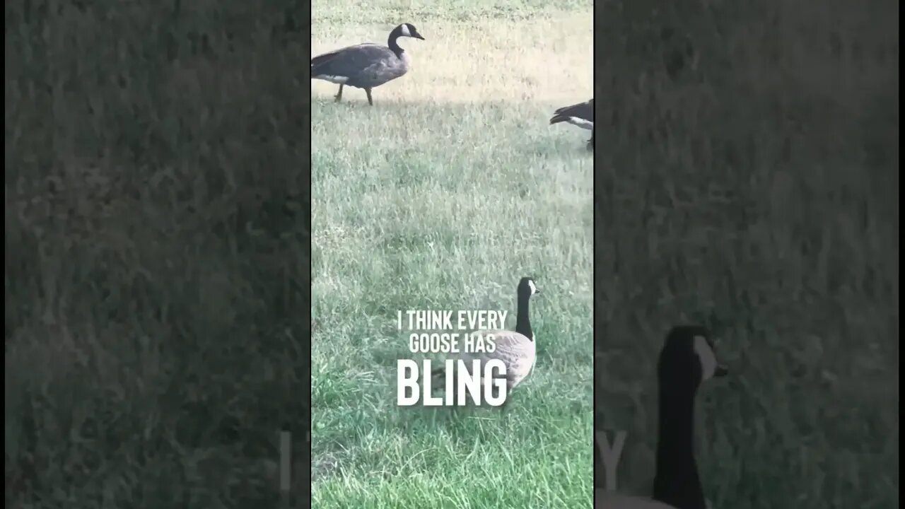 Whole flock of banded geese! #shorts #hunting #outdoors #minnesota #geese