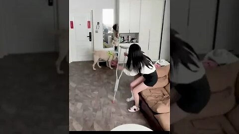viral dogs funny dogs funny animal #shorts viral animals no pet no life.😍😚😋🤔