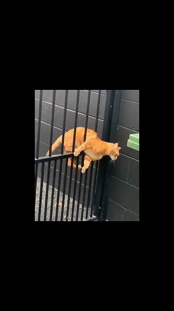 There are two types of cats.. #shorts