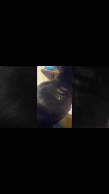 Petting kitty #shorts #shortsvideo #shortsfeed #cat #catvideos