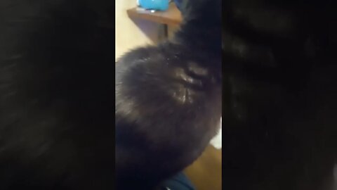Petting kitty #shorts #shortsvideo #shortsfeed #cat #catvideos