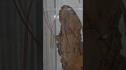 Mantis knows where it is