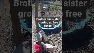 Farm surveillance. Free range chickens