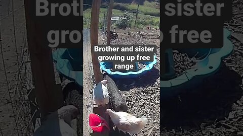 Farm surveillance. Free range chickens