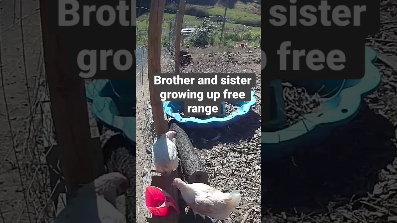 Farm surveillance. Free range chickens