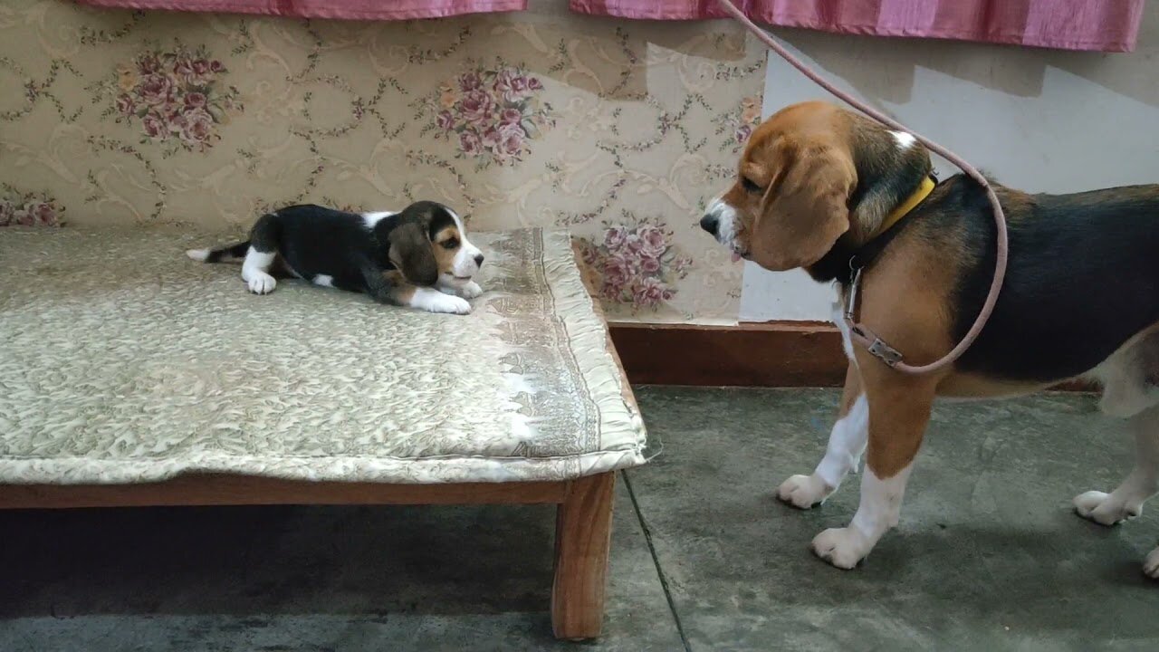 Dog Deep conversation between father & daughter | Leo & Lilly |