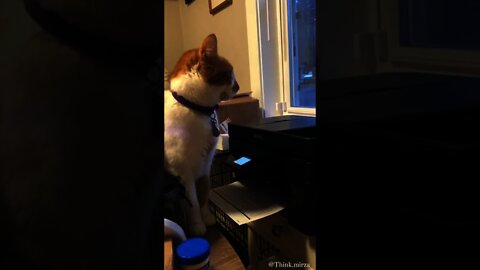 Funny cat 🐱