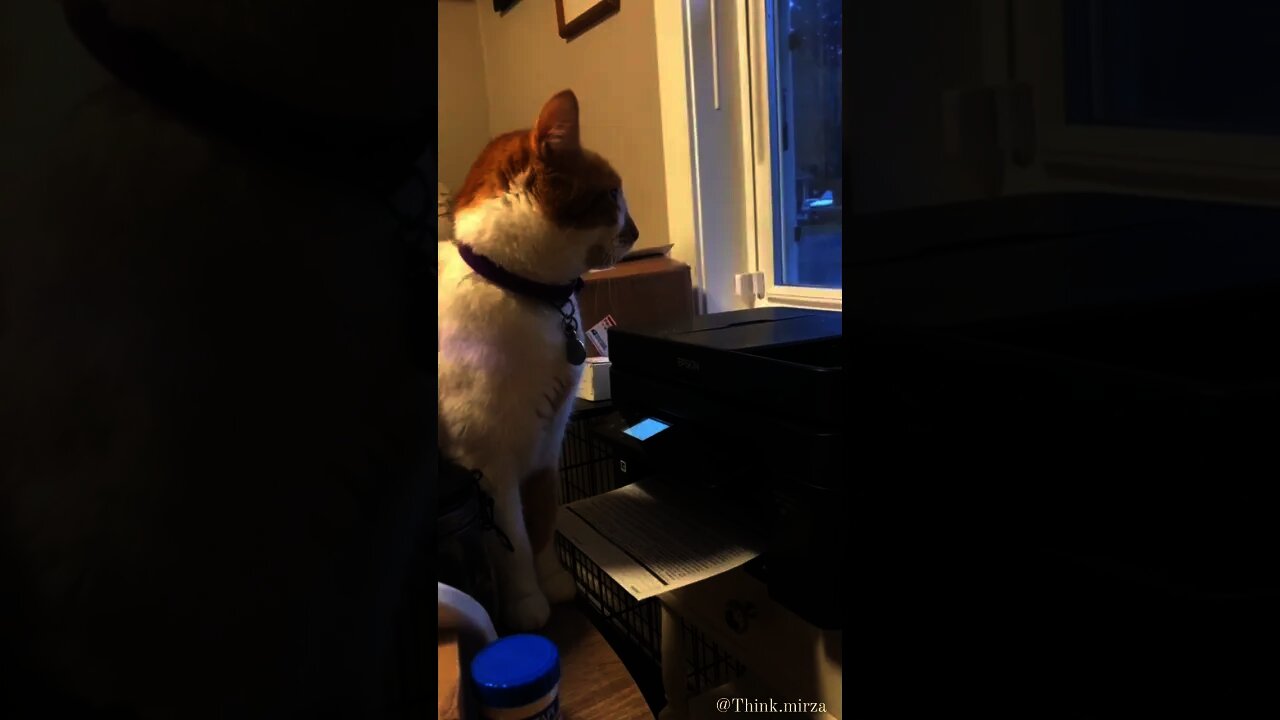 Funny cat 🐱