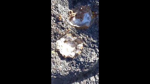 Thunderegg Nest!